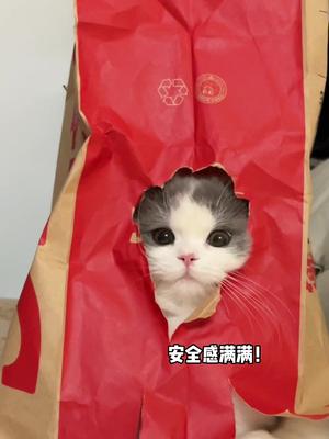 ⁣又菜又爱玩的小猫咪#今日份的小可爱已上线 #可爱到爆炸???? #矮脚猫