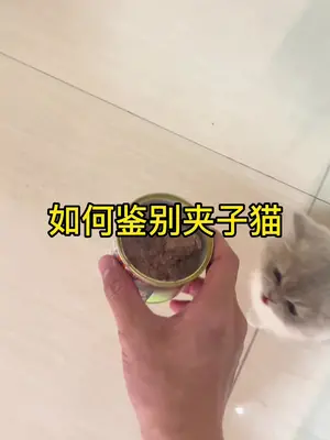 猫咪也有两幅面孔 #猫咪的迷惑行为 #记录猫咪日常 #夹子猫