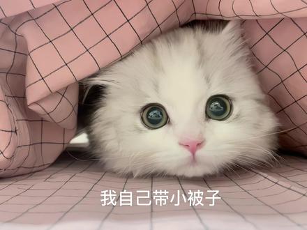 可以去你被窝探险嘛
#这么可爱的小猫咪 #小奶猫 #萌宠出道计划 #米努特矮脚猫