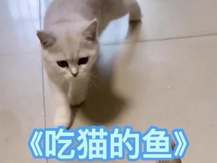 ⁣猫不是爱吃鱼吗？你怎么不吃啊？#搞笑配音 #猫咪的迷惑行为 #