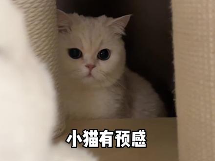 小猫有预感